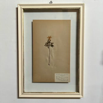 FRAMED BOTANICAL | VINTAGE PRESSED FLOWER ARTWORK No: 10