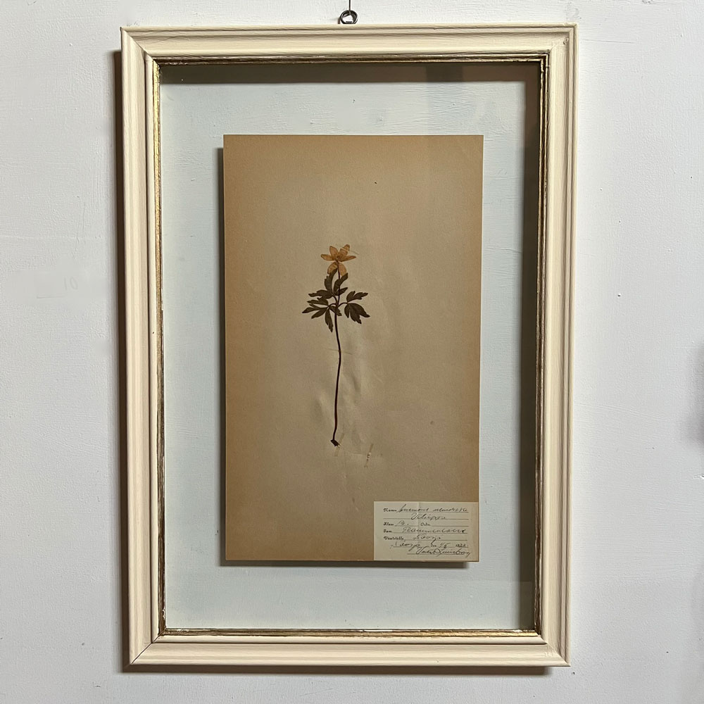 FRAMED BOTANICAL | VINTAGE PRESSED FLOWER ARTWORK No: 10