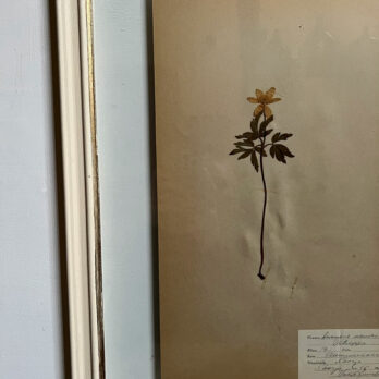 FRAMED BOTANICAL | VINTAGE PRESSED FLOWER ARTWORK No: 10