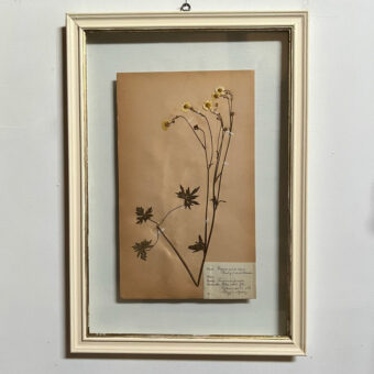 FRAMED BOTANICAL | VINTAGE PRESSED FLOWER ARTWORK No: 11