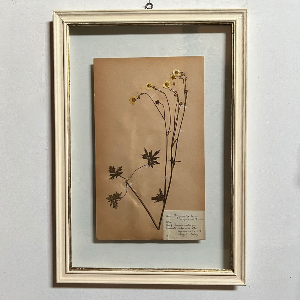 FRAMED BOTANICAL | VINTAGE PRESSED FLOWER ARTWORK No: 11