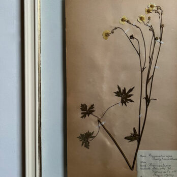 FRAMED BOTANICAL | VINTAGE PRESSED FLOWER ARTWORK No: 11