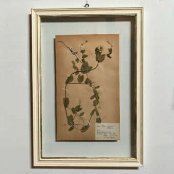 FRAMED BOTANICAL | VINTAGE PRESSED FLOWEFRAMED BOTANICAL | VINTAGE PRESSED FLOWER ARTWORK No: 12R ARTWORK No: 12