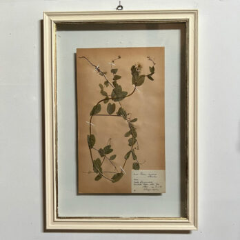 FRAMED BOTANICAL | VINTAGE PRESSED FLOWEFRAMED BOTANICAL | VINTAGE PRESSED FLOWER ARTWORK No: 12R ARTWORK No: 12