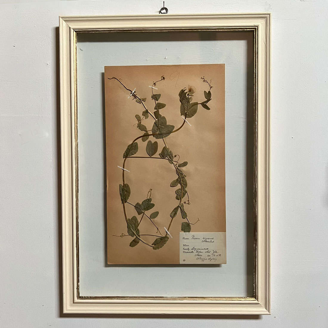 FRAMED BOTANICAL | VINTAGE PRESSED FLOWEFRAMED BOTANICAL | VINTAGE PRESSED FLOWER ARTWORK No: 12R ARTWORK No: 12