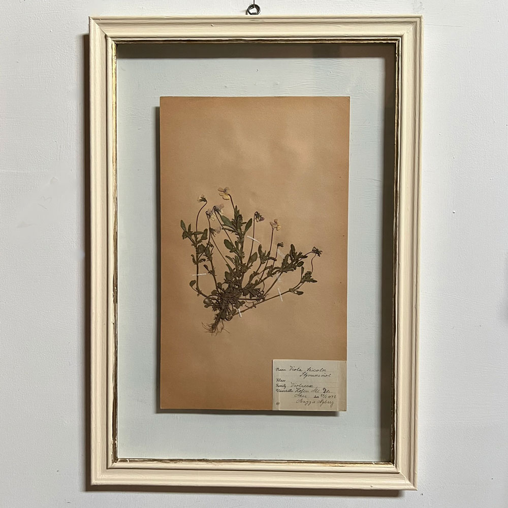 FRAMED BOTANICAL | VINTAGE PRESSED FLOWER ARTWORK No: 13