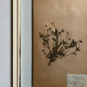 FRAMED BOTANICAL | VINTAGE PRESSED FLOWER ARTWORK No: 13