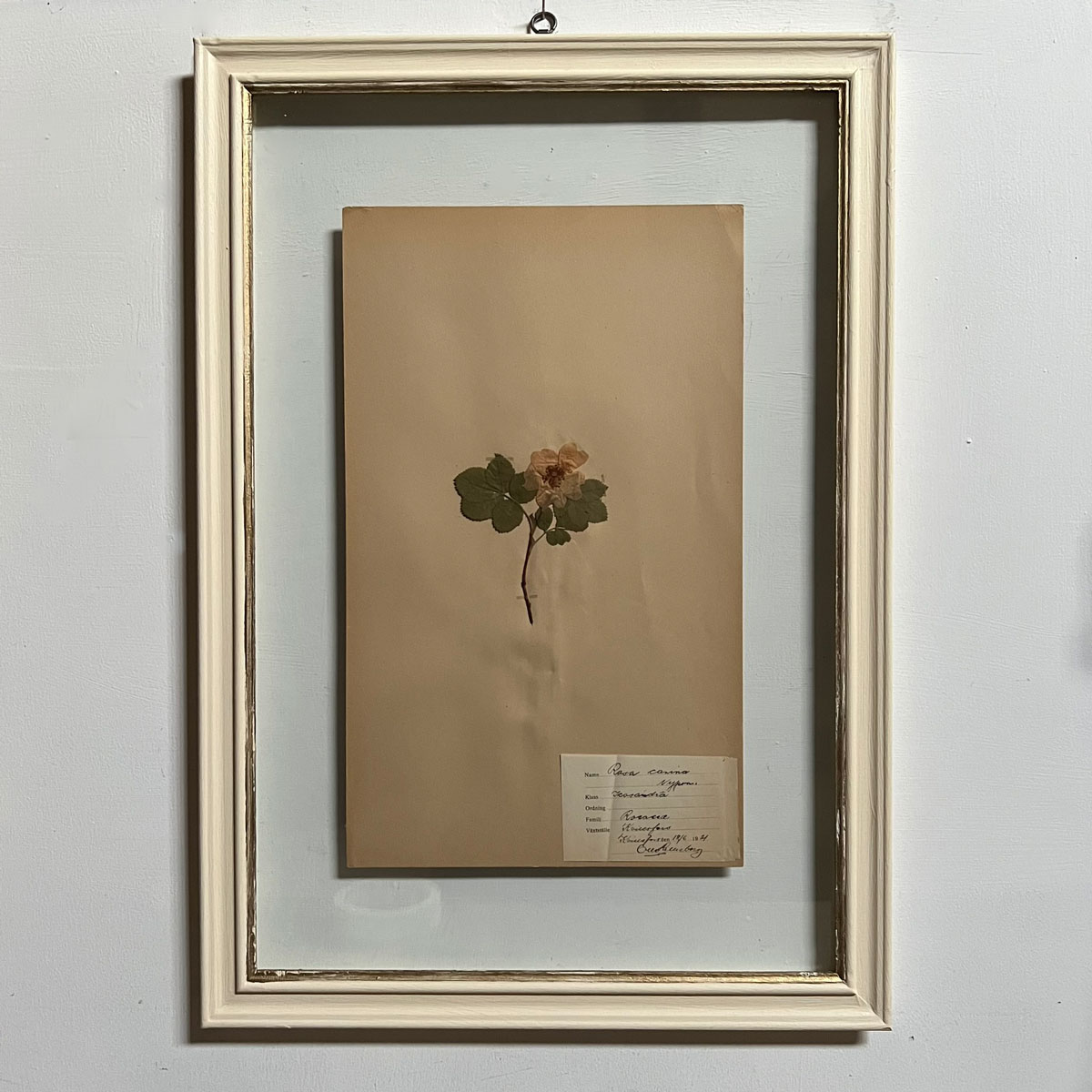 FRAMED BOTANICAL | VINTAGE PRESSED FLOWER ARTWORK No: 14