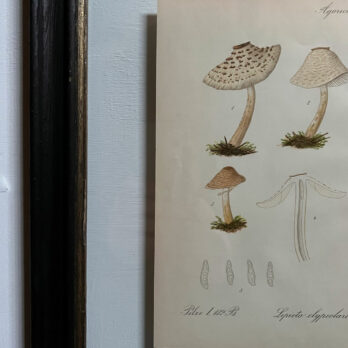 Antique Framed Mushroom Print 1