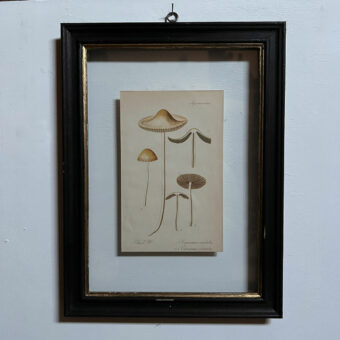 Antique Framed Mushroom Print 2