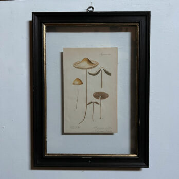Antique Framed Mushroom Print 2