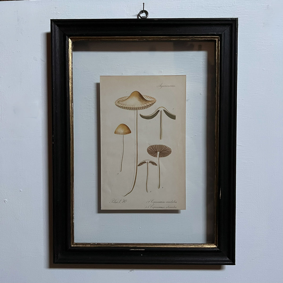 Antique Framed Mushroom Print 2