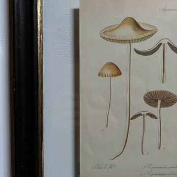 Antique Framed Mushroom Print 2