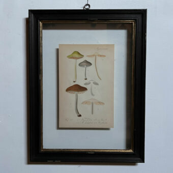 Antique Framed Mushroom Print 3