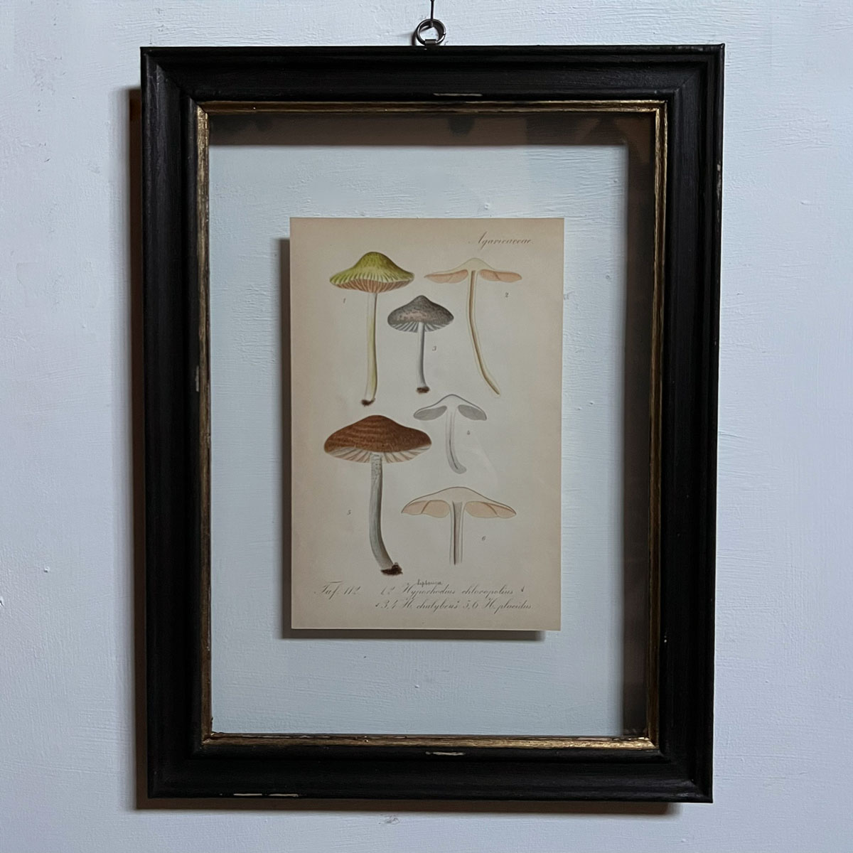 Antique Framed Mushroom Print 3