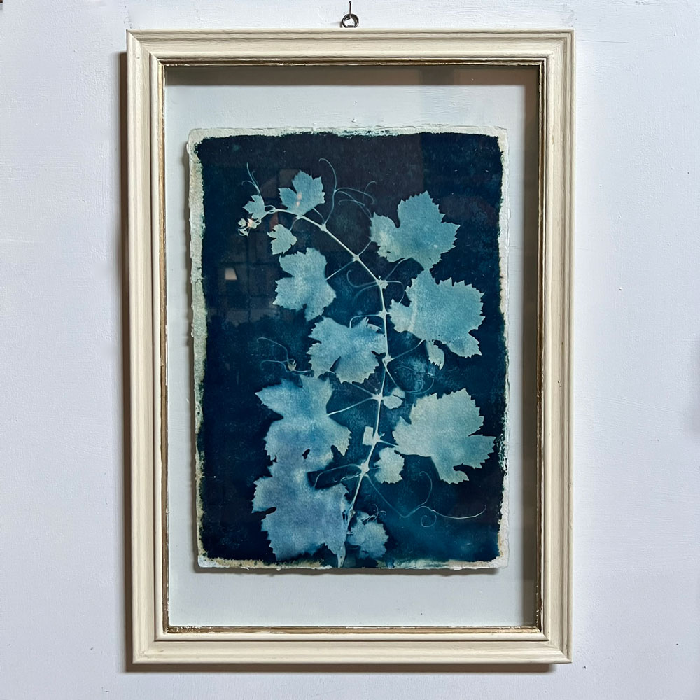 FRAMED CYANOPRINTS | BOTANICAL ARTWORK No: 3