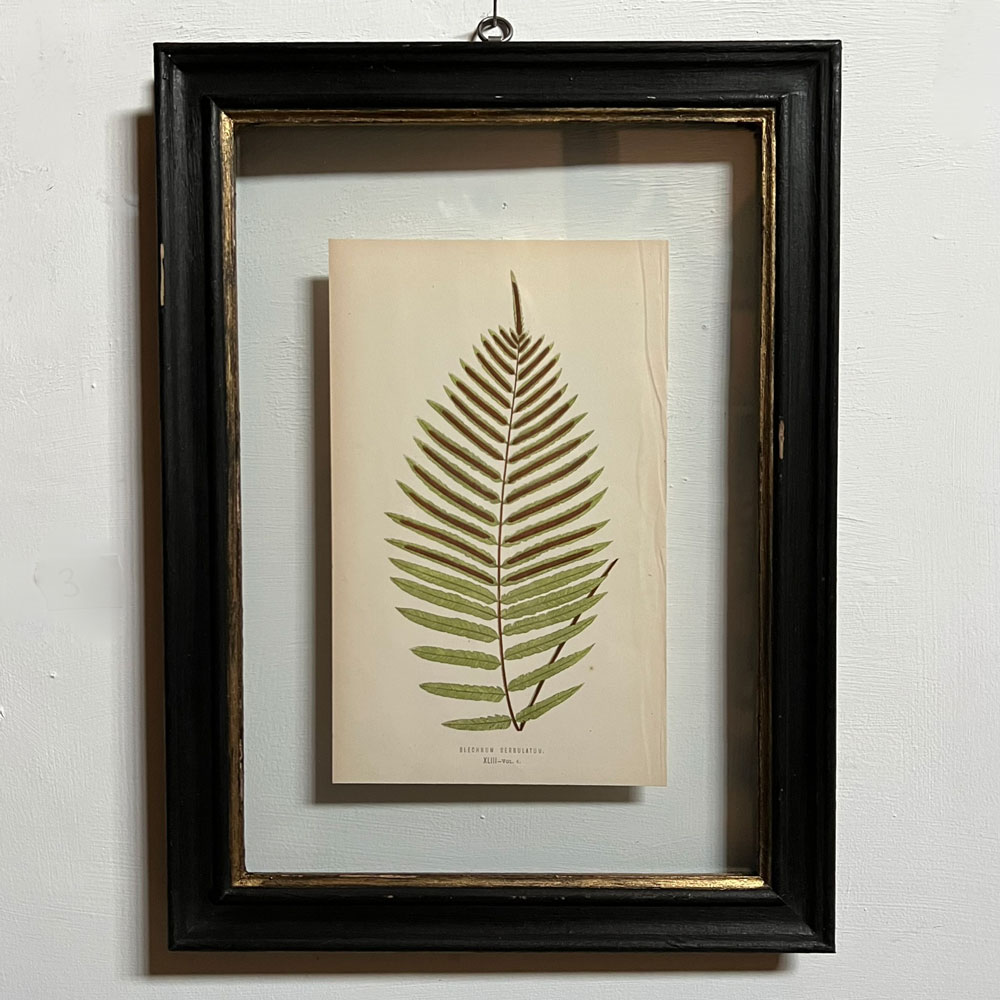 Antique framed fern print | 03
