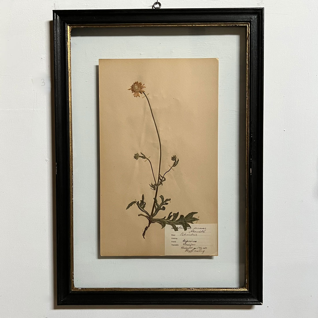 FRAMED BOTANICAL | VINTAGE PRESSED FLOWER ARTWORK No: 3