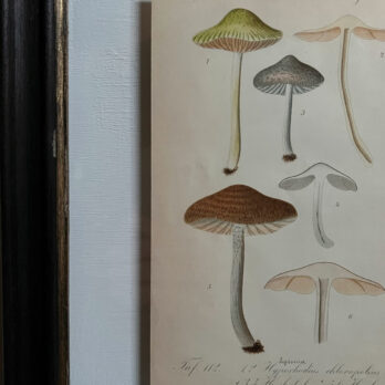Antique Framed Mushroom Print 3