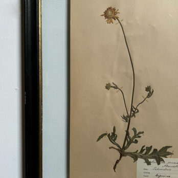 FRAMED BOTANICAL | VINTAGE PRESSED FLOWER ARTWORK No: 3