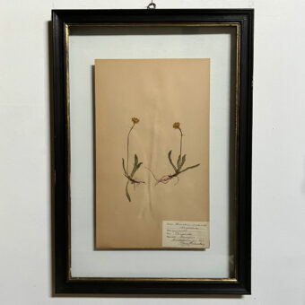 FRAMED BOTANICAL | VINTAGE PRESSED FLOWER ARTWORK No: 4