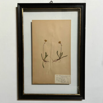 FRAMED BOTANICAL | VINTAGE PRESSED FLOWER ARTWORK No: 4
