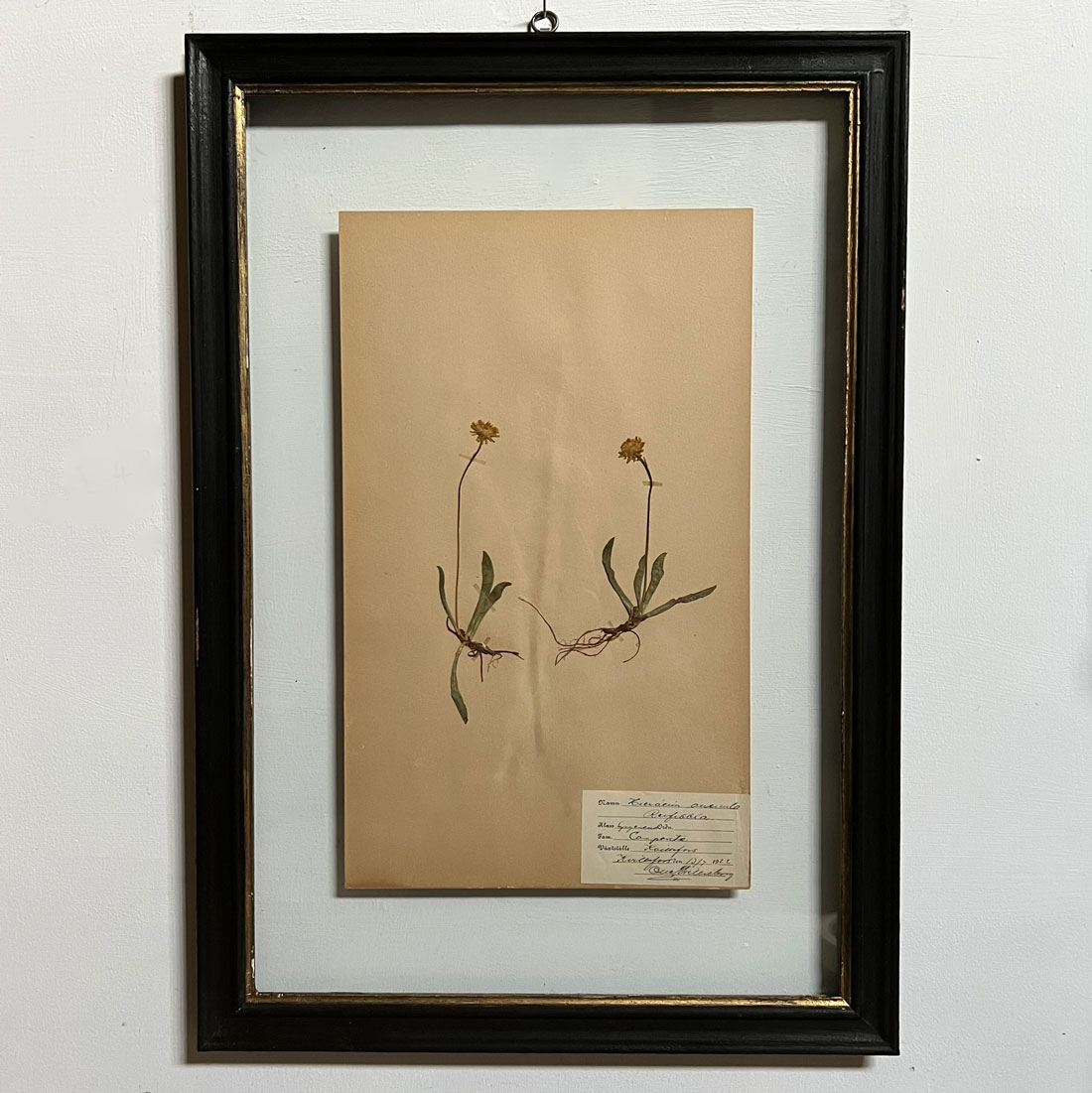 FRAMED BOTANICAL | VINTAGE PRESSED FLOWER ARTWORK No: 4