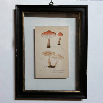 Antique Framed Mushroom Print 4