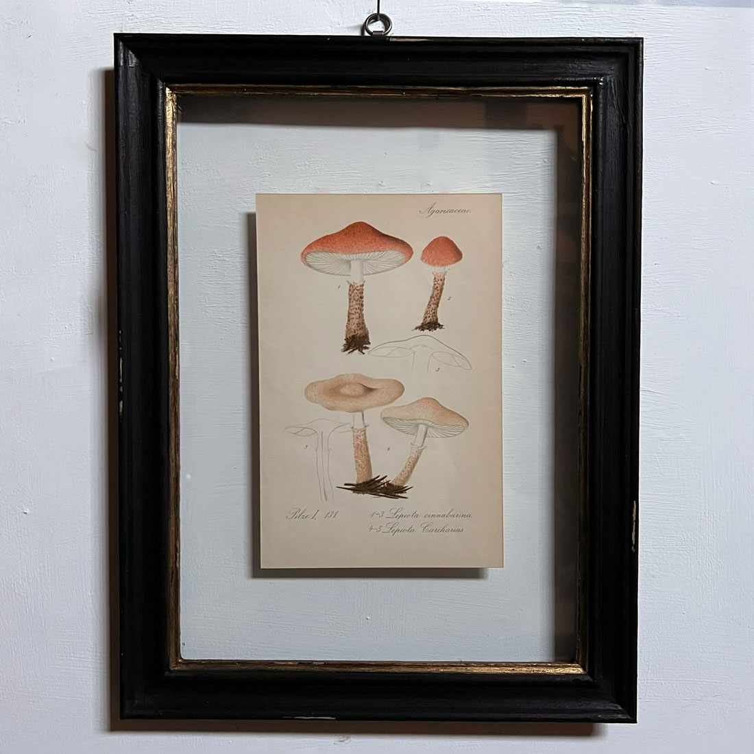 Antique Framed Mushroom Print 4