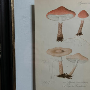 Antique Framed Mushroom Print 4
