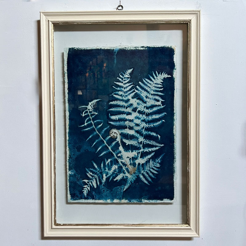 FRAMED CYANOPRINTS | BOTANICAL ARTWORK No: 4