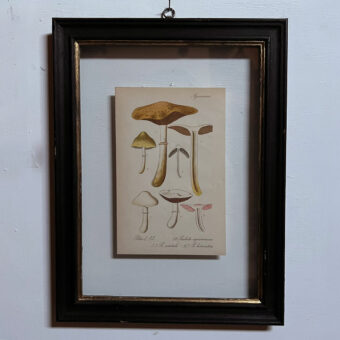 Antique Framed Mushroom Print 5