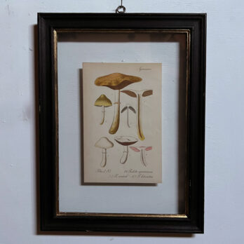 Antique Framed Mushroom Print 5