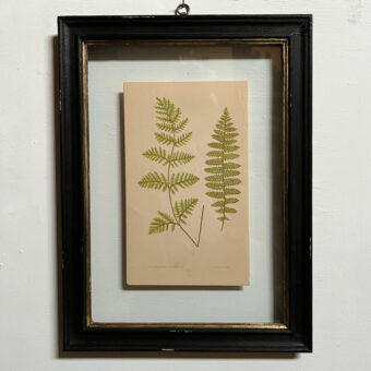 Antique framed fern print | 05