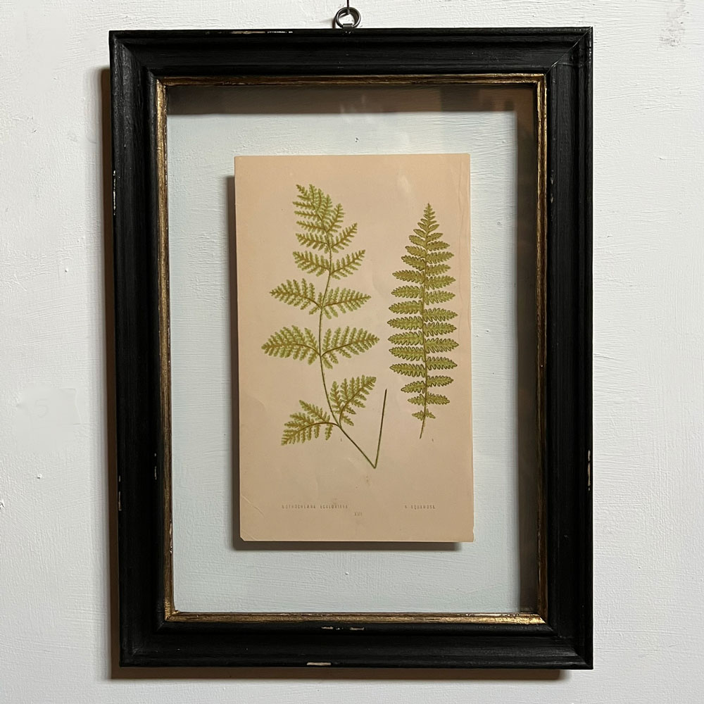 Antique framed fern print | 05