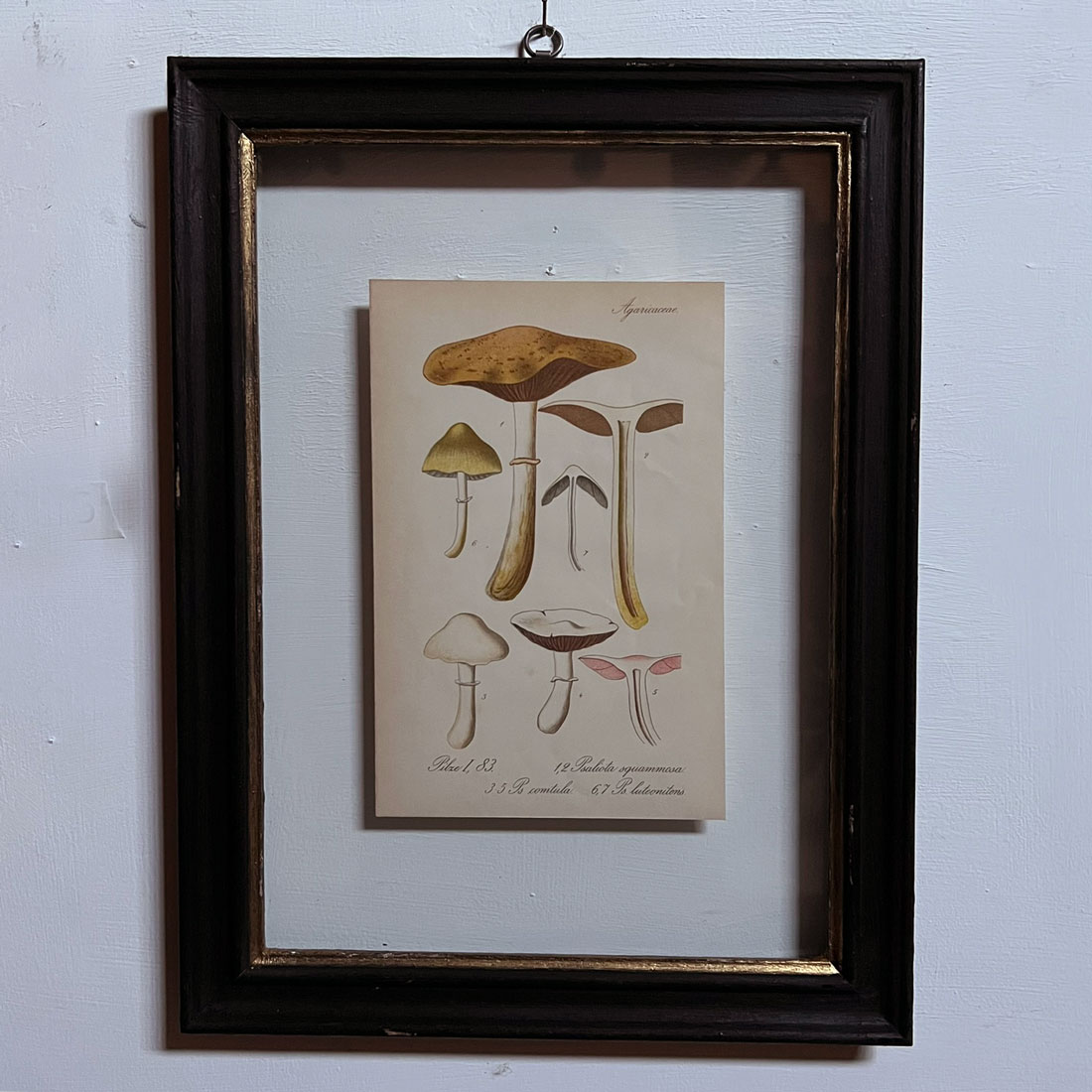 Antique Framed Mushroom Print 5