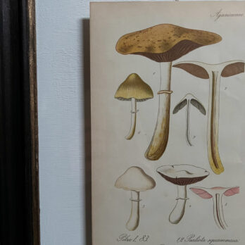 Antique Framed Mushroom Print 5