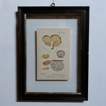 Antique Framed Mushroom Print 6
