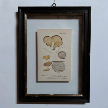 Antique Framed Mushroom Print 6