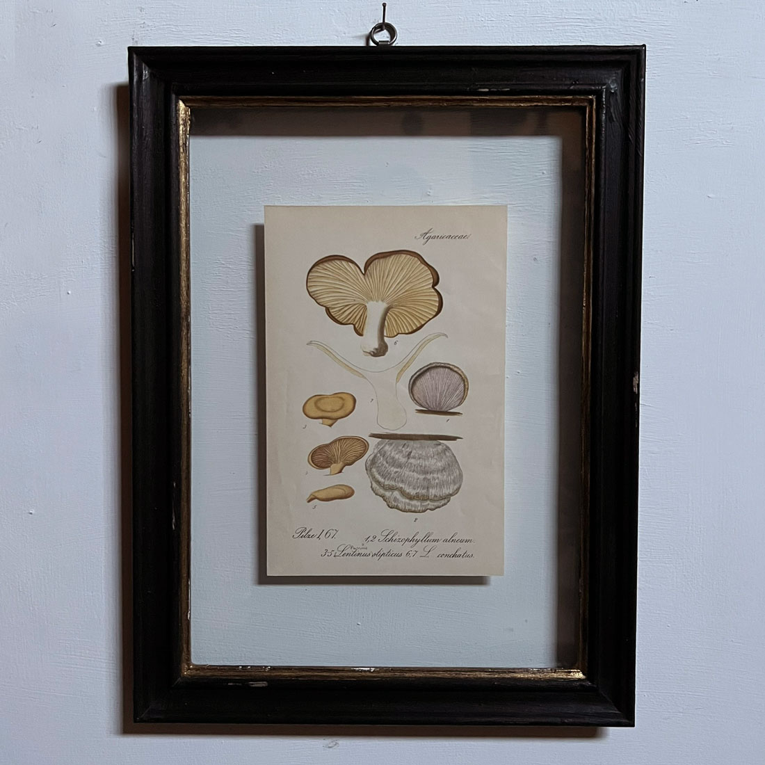 Antique Framed Mushroom Print 6