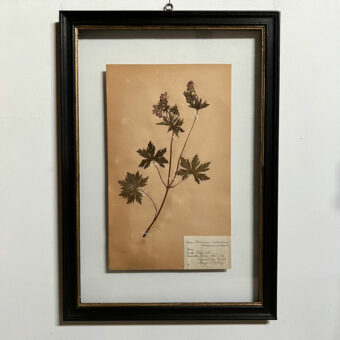 FRAMED BOTANICAL | VINTAGE PRESSED FLOWER ARTWORK No: 6
