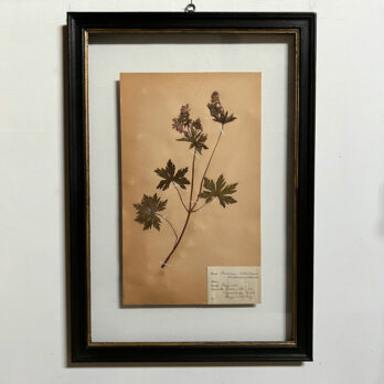 FRAMED BOTANICAL | VINTAGE PRESSED FLOWER ARTWORK No: 6