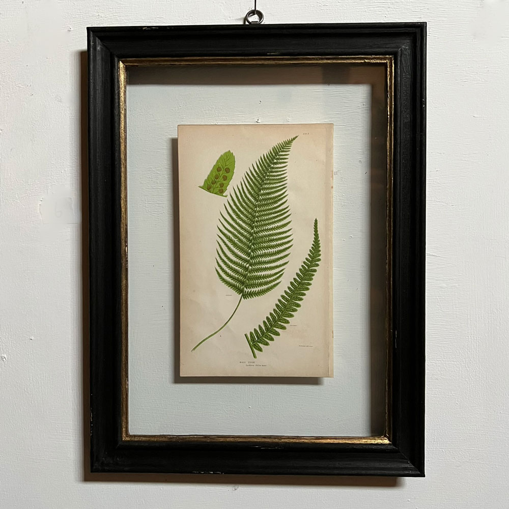 Antique framed fern print | 06