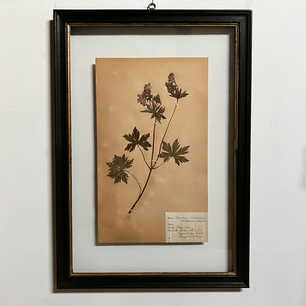 FRAMED BOTANICAL | VINTAGE PRESSED FLOWER ARTWORK No: 6