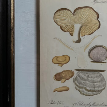 Antique Framed Mushroom Print 6