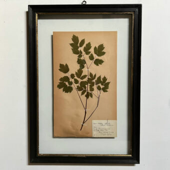 FRAMED BOTANICAL | VINTAGE PRESSED FLOWER ARTWORK No: 7