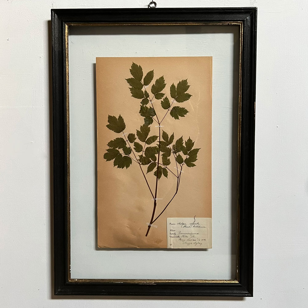 FRAMED BOTANICAL | VINTAGE PRESSED FLOWER ARTWORK No: 7