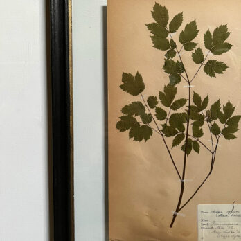 FRAMED BOTANICAL | VINTAGE PRESSED FLOWER ARTWORK No: 7