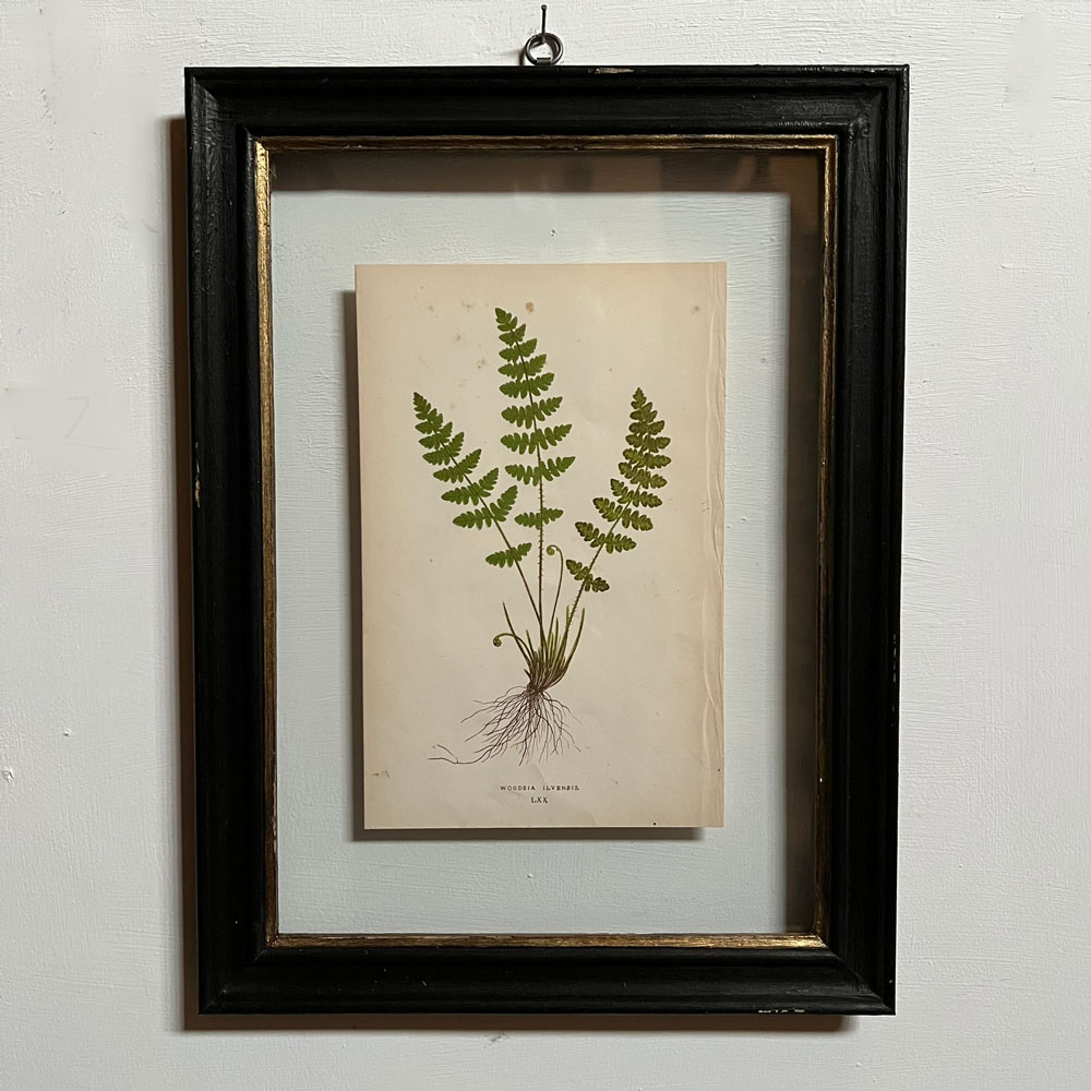 Antique framed fern print | 07