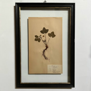 FRAMED BOTANICAL | VINTAGE PRESSED FLOWER ARTWORK No: 8